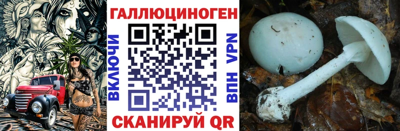блэк спрут рабочий сайт Гаврилов-Ям Галлюциногенные грибы Psilocybe